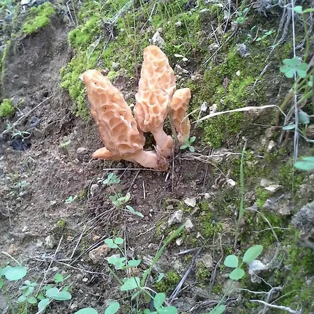 Alojamiento Rural Alfaguara