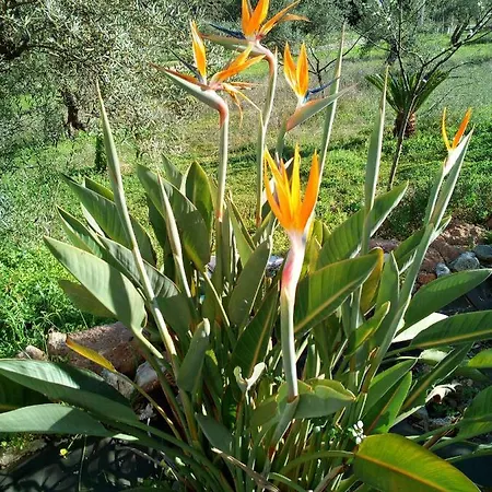 Alojamiento Rural Alfaguara Holiday home Tolox